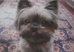 Lost & Found: Little Sadie